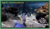 Морской статичный аквариум для TV Relax-1 DVD визуализатор в ТВ